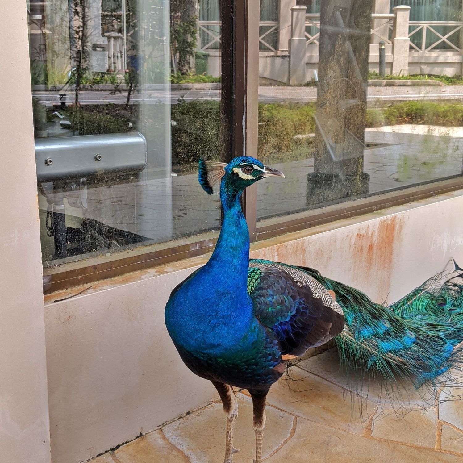 Sofitel Singapore Sentosa Resort & Spa neighbourhood peacock