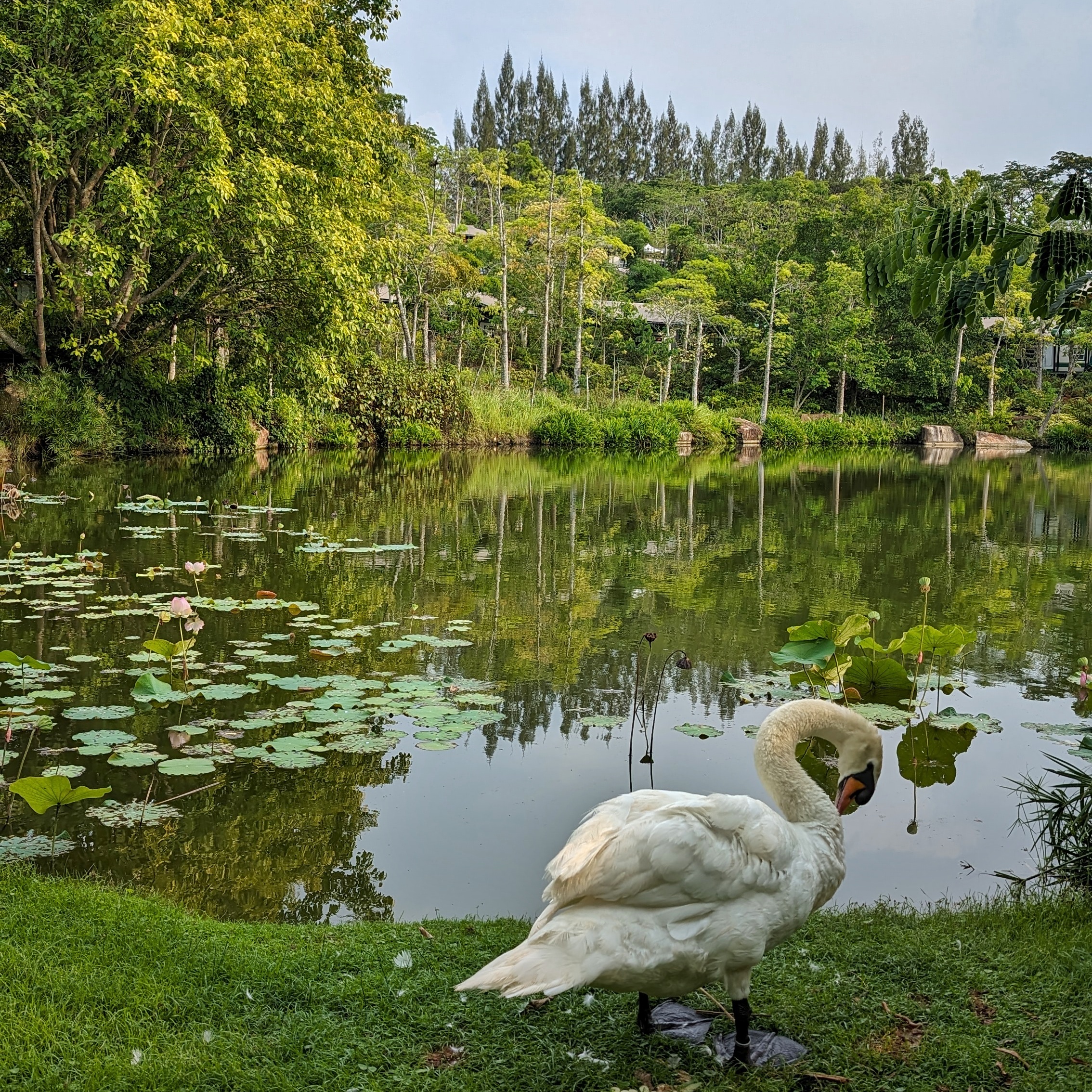 InterContinental Khao Yai Resort Swan Lake