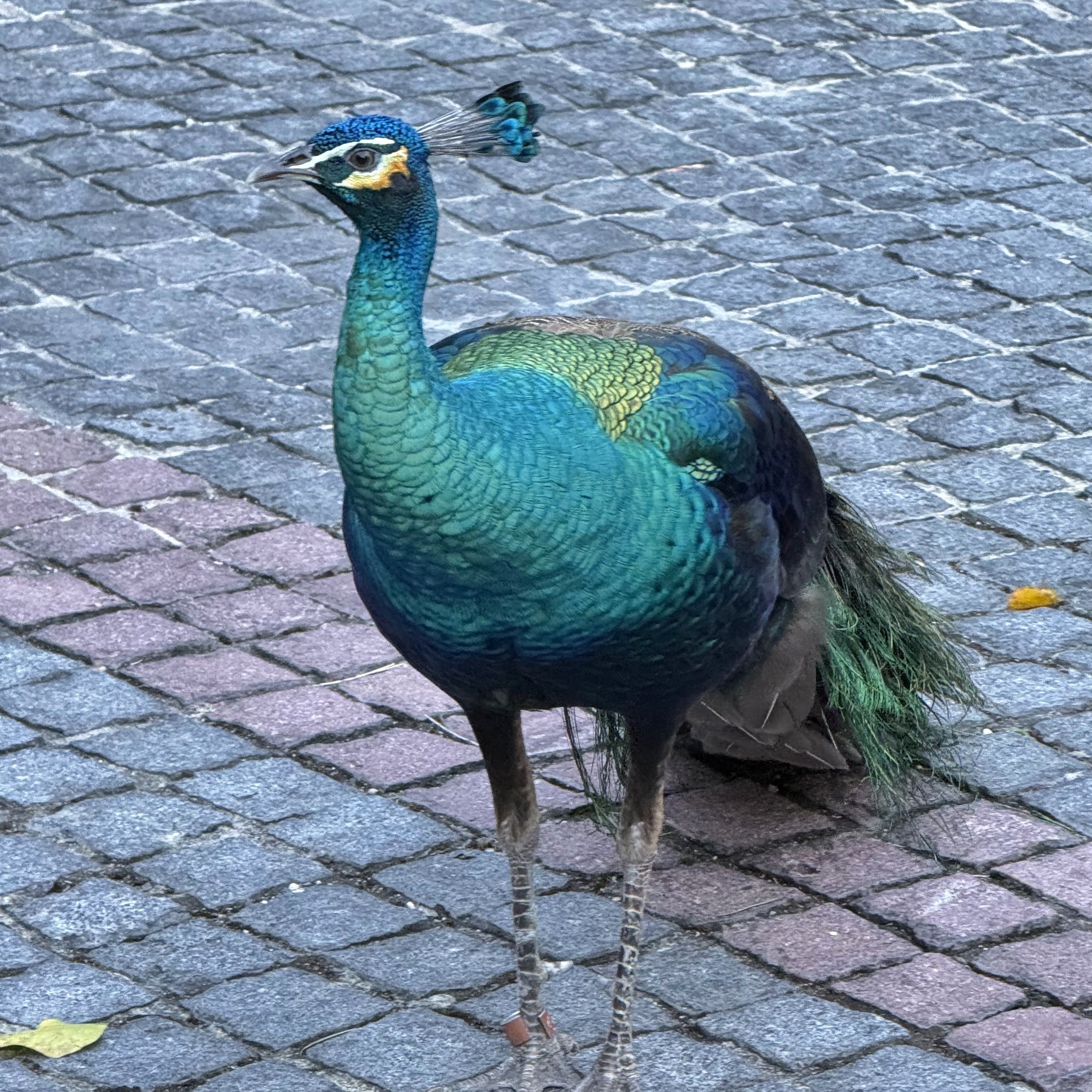 Raffles Sentosa Singapore Raffles Sentosa Spa Peacock