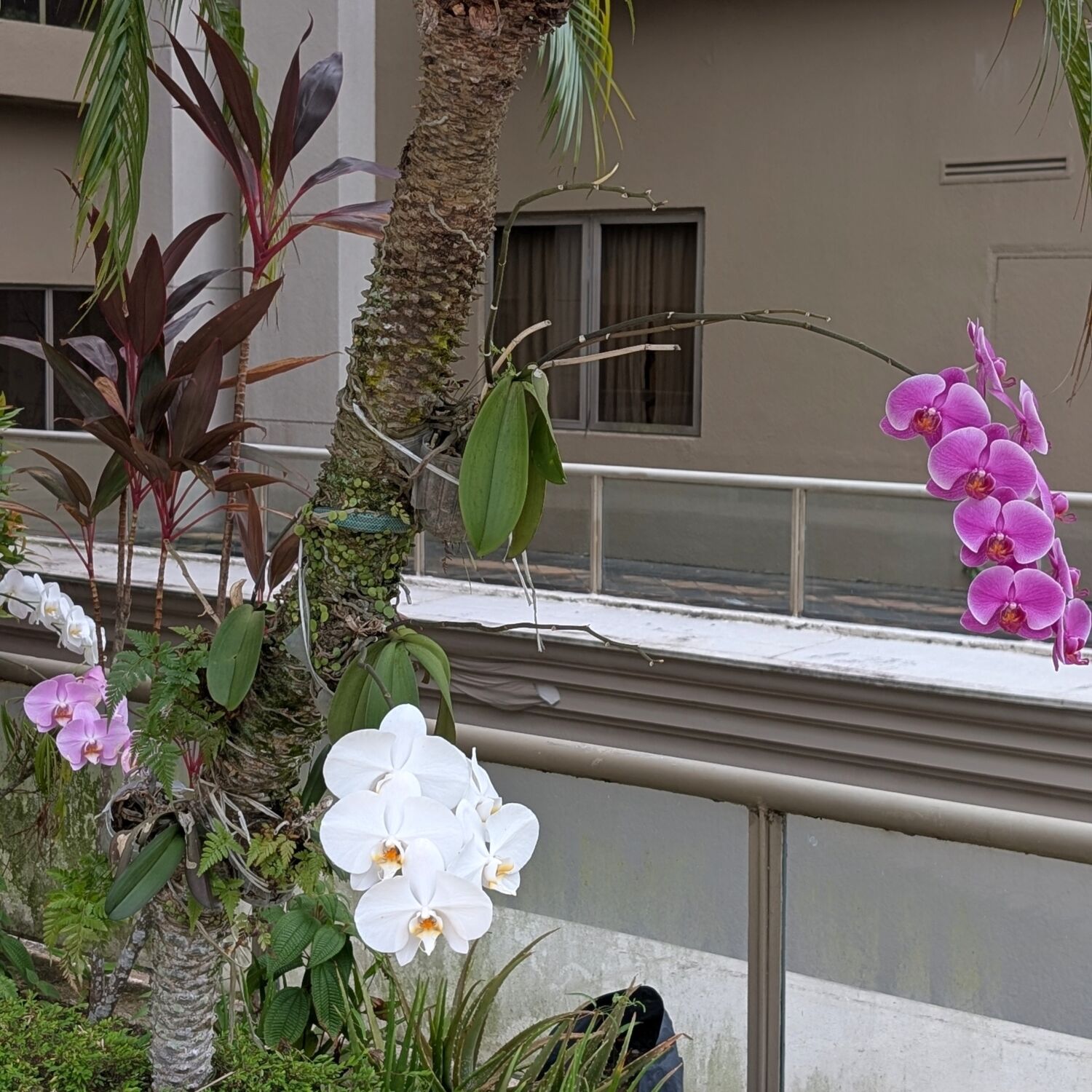 Orchard Rendezvous Hotel Singapore Orchid Display